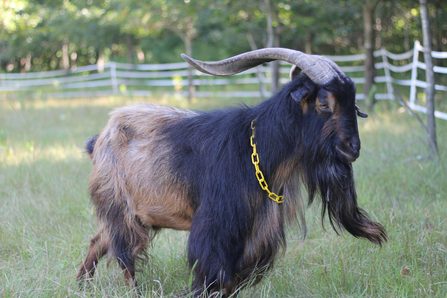 san clemente island goat, sci goat, eb ranch farmstead, wisconsin san clemente Island goat, san clemente Island goat for sale, san clemente island goat near me, 