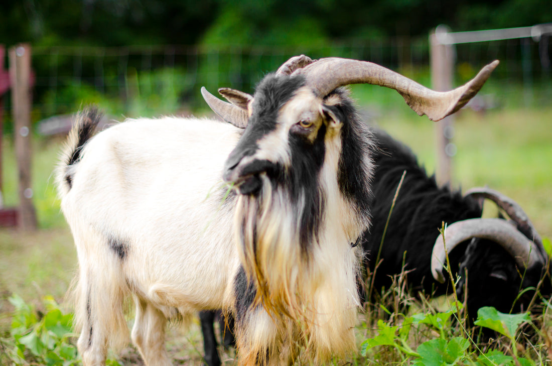 San Clemente Goats, Culling, and Breed Standards