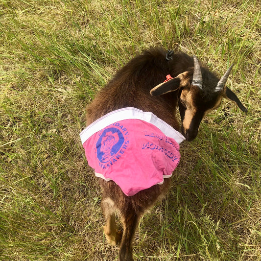 How Tom Robbins Inspired My Goat Nerdiness