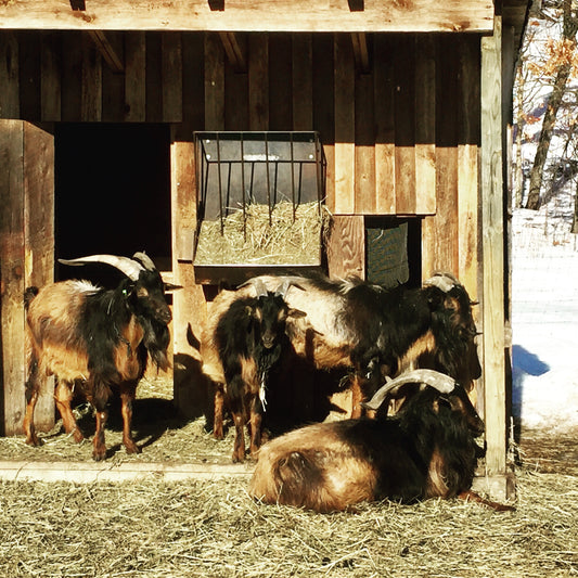 san clemente island goat, san clemente island goat for sale, goats for sale, wisconsin san clemente island goat, rare breed goat, the livestock conservancy, critically endangered san clemente island goat, eb ranch farmstead, rare livestock x