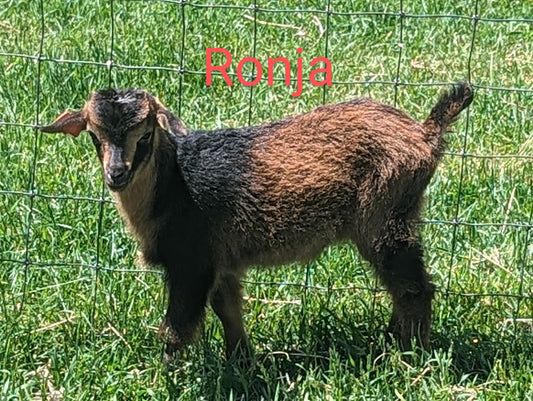 san clemente island goat, san clemente island goat for sale, how much are san clemente island goats, sci goats, rare breed goats, eb ranch farmstead, livestock conservancy, sci goats, buy goats, goats for sale, wisconsin san clemente island goats
