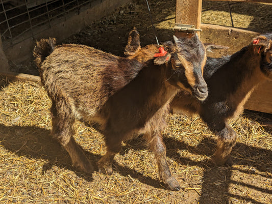 san clemente island goat, san clemente island goat for sale, goats for sale, wisconsin san clemente island goat, rare breed goat, the livestock conservancy, critically endangered san clemente island goat, eb ranch farmstead, rare livestock 