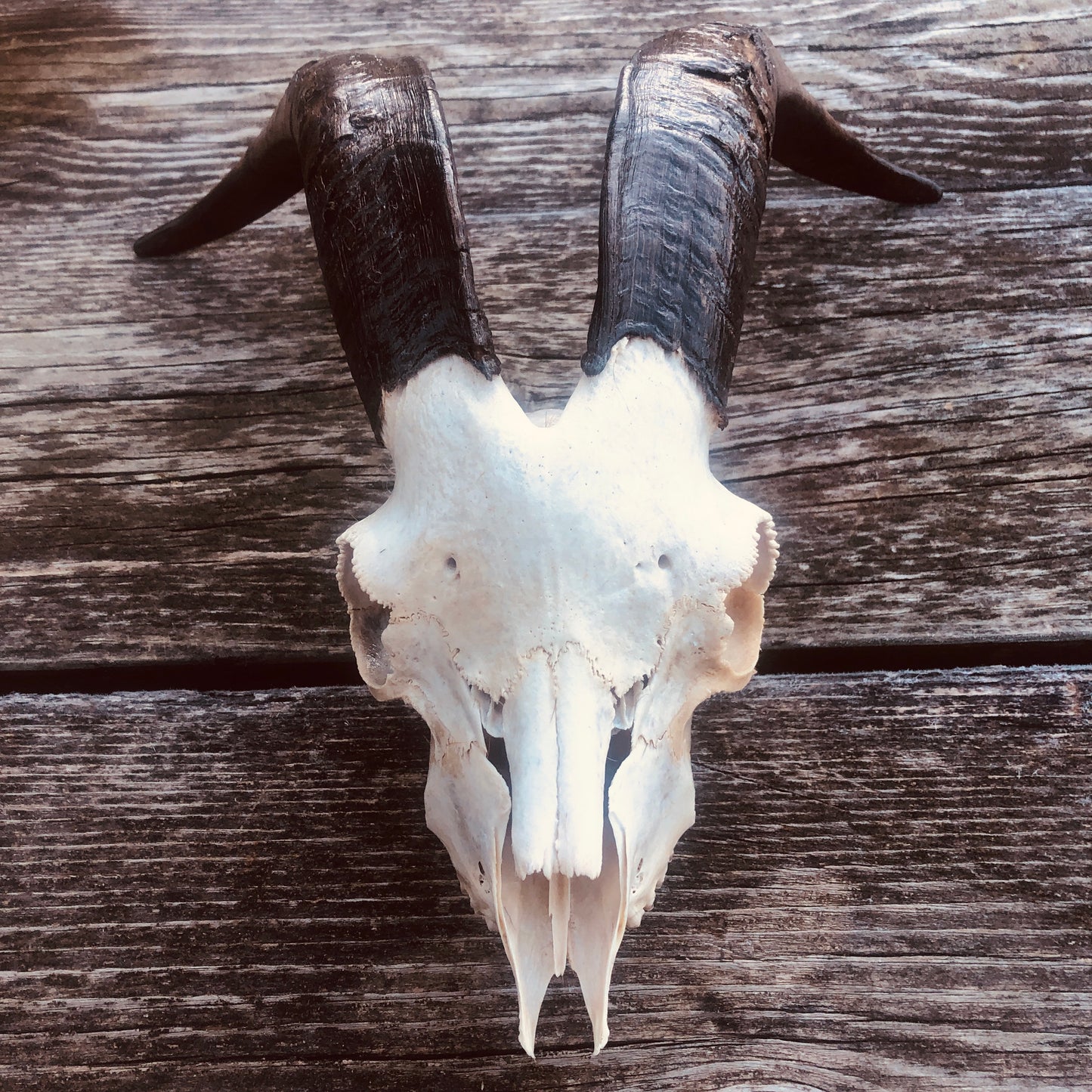goat skull, skull with horns, goat head, goat with horns,  rustic, taxidermy, goat, san clemente island goat