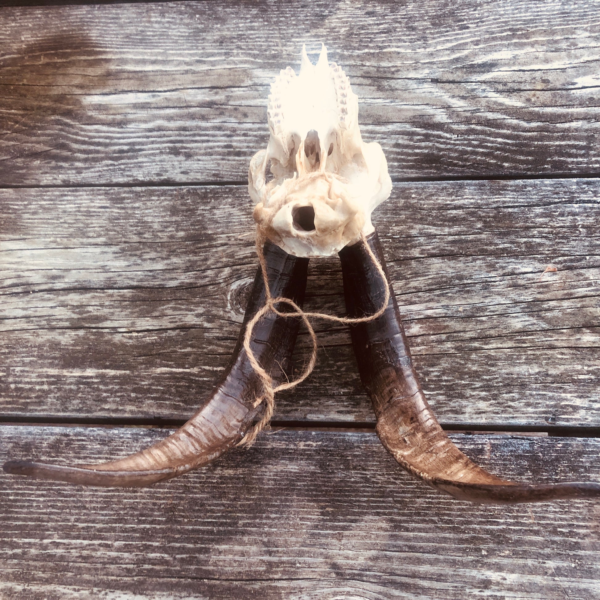 goat skull, skull with horns, goat head, goat with horns,  rustic, taxidermy, goat, san clemente island goat