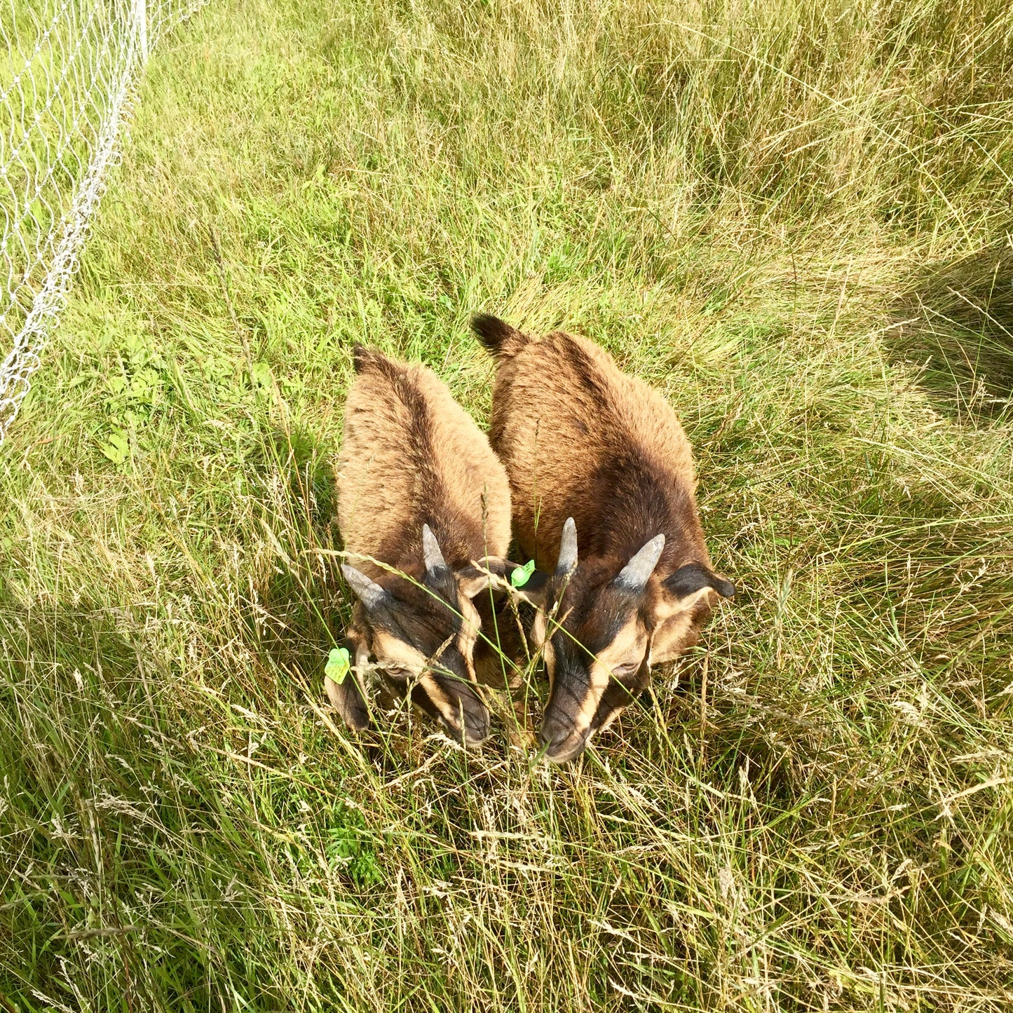 san clemente island goat, sci goat, pure sci goat, san clemene island goats for sale, goats for sale, wisconsin goats, wisconsin san clemente island goats, rare breed goat, critically endangered goat, eb ranch farmstead