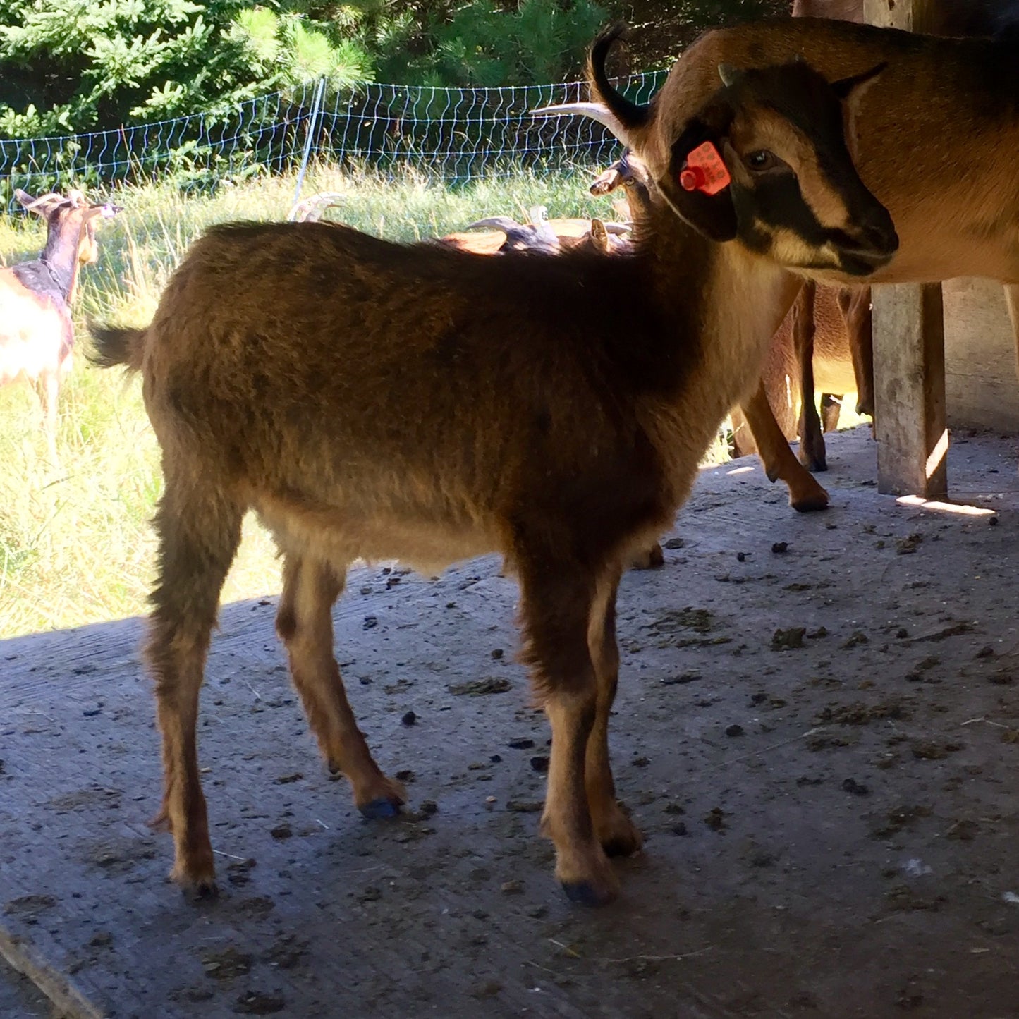 san clemente island goat, sci goat, pure sci goat, san clemene island goats for sale, goats for sale, wisconsin goats, wisconsin san clemente island goats, rare breed goat, critically endangered goat, eb ranch farmstead